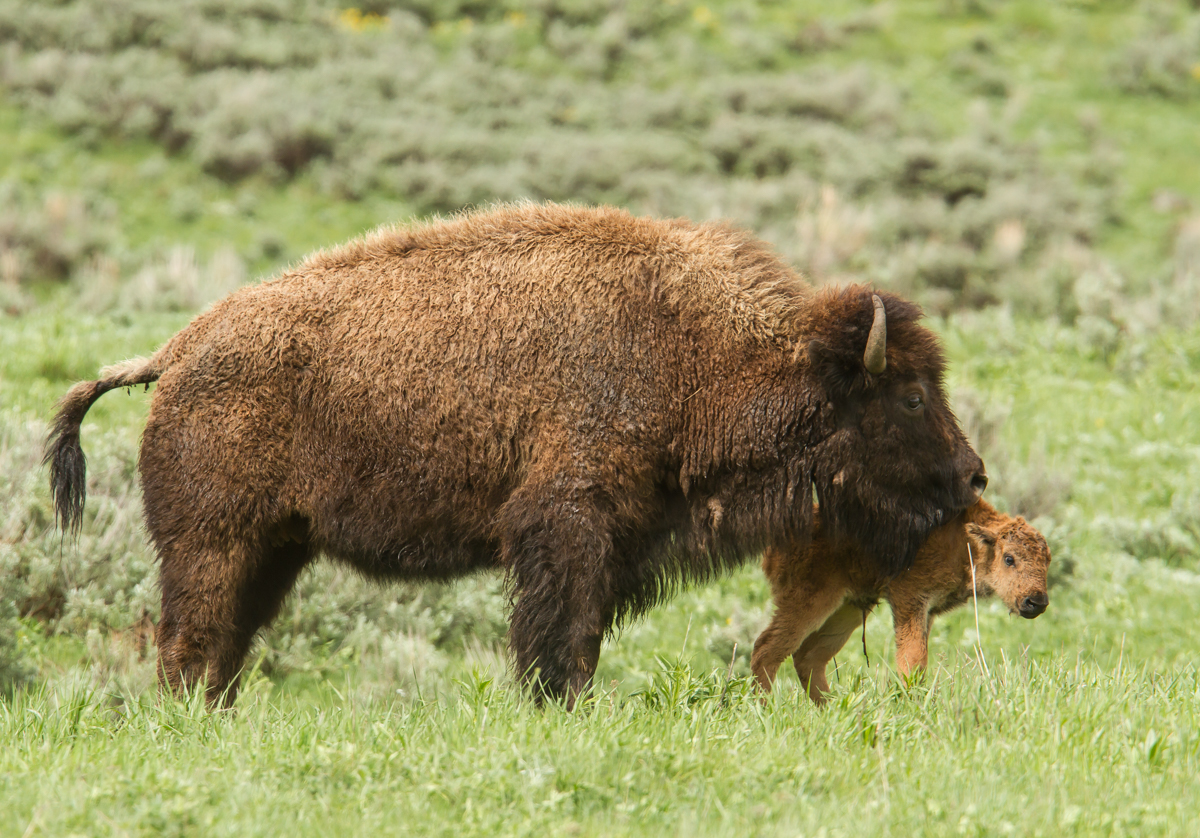 bison and newborn calf