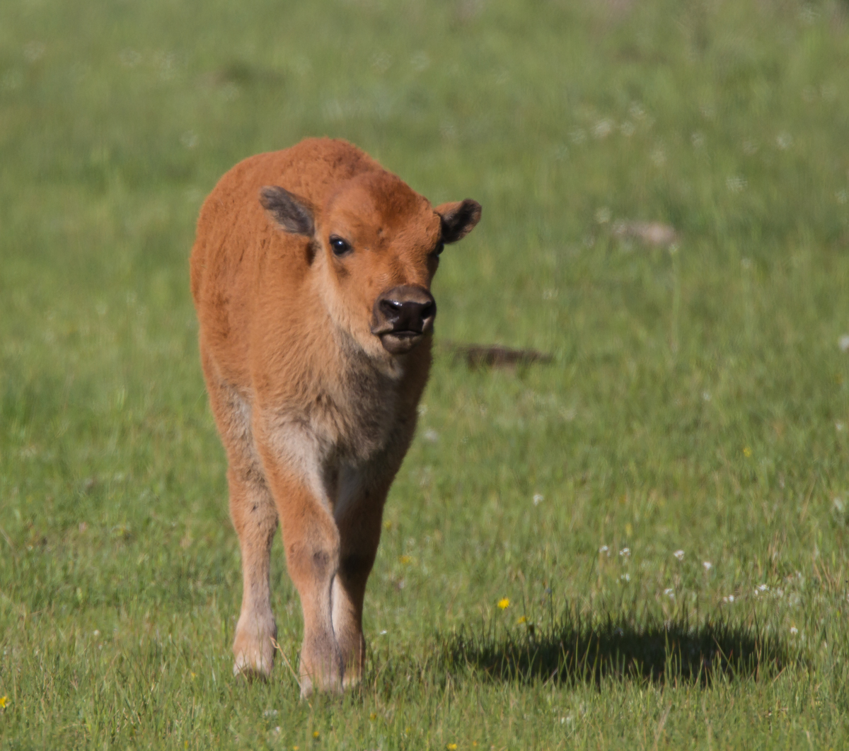 Bison calf 1