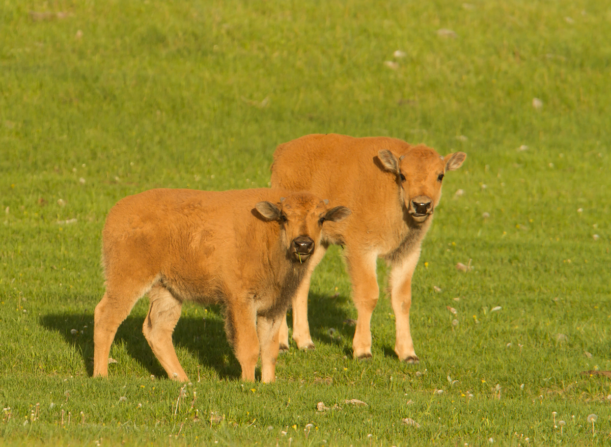 bison calves 1