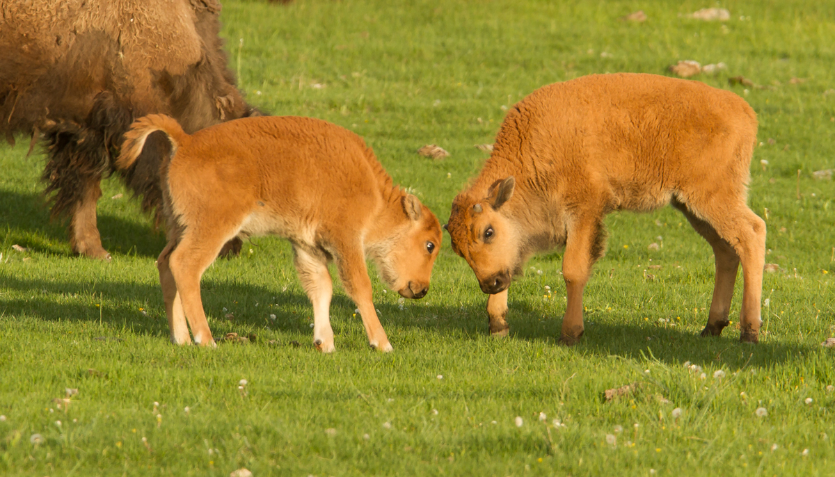 bison calves head butting