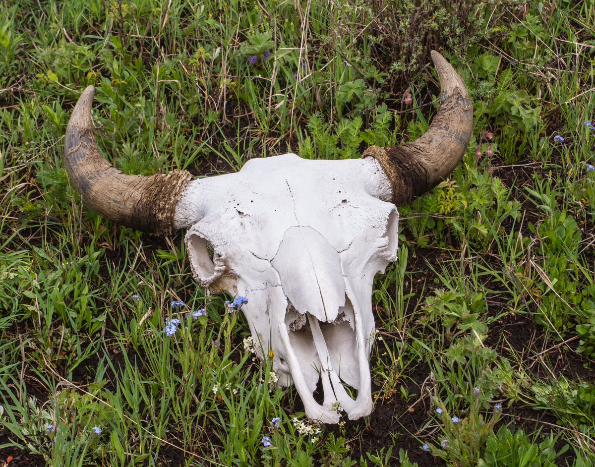 bison skull 1