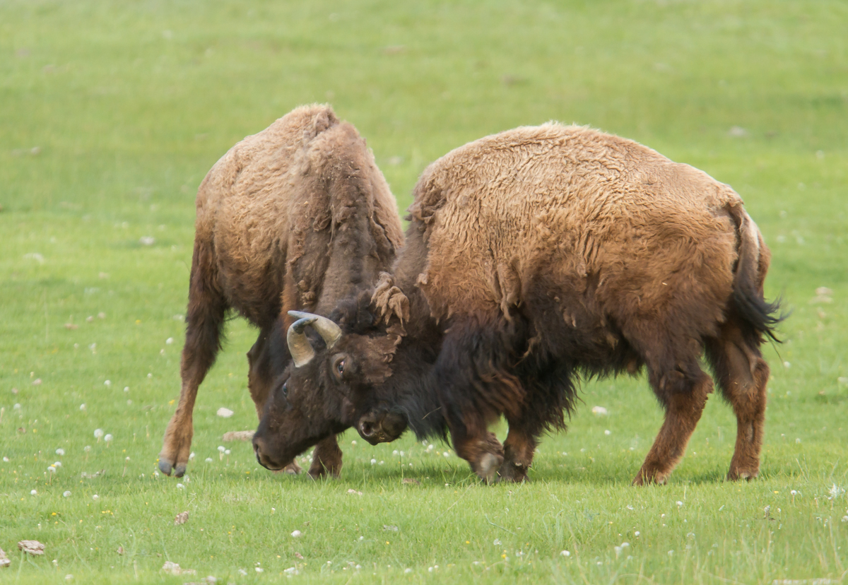 bison sparring