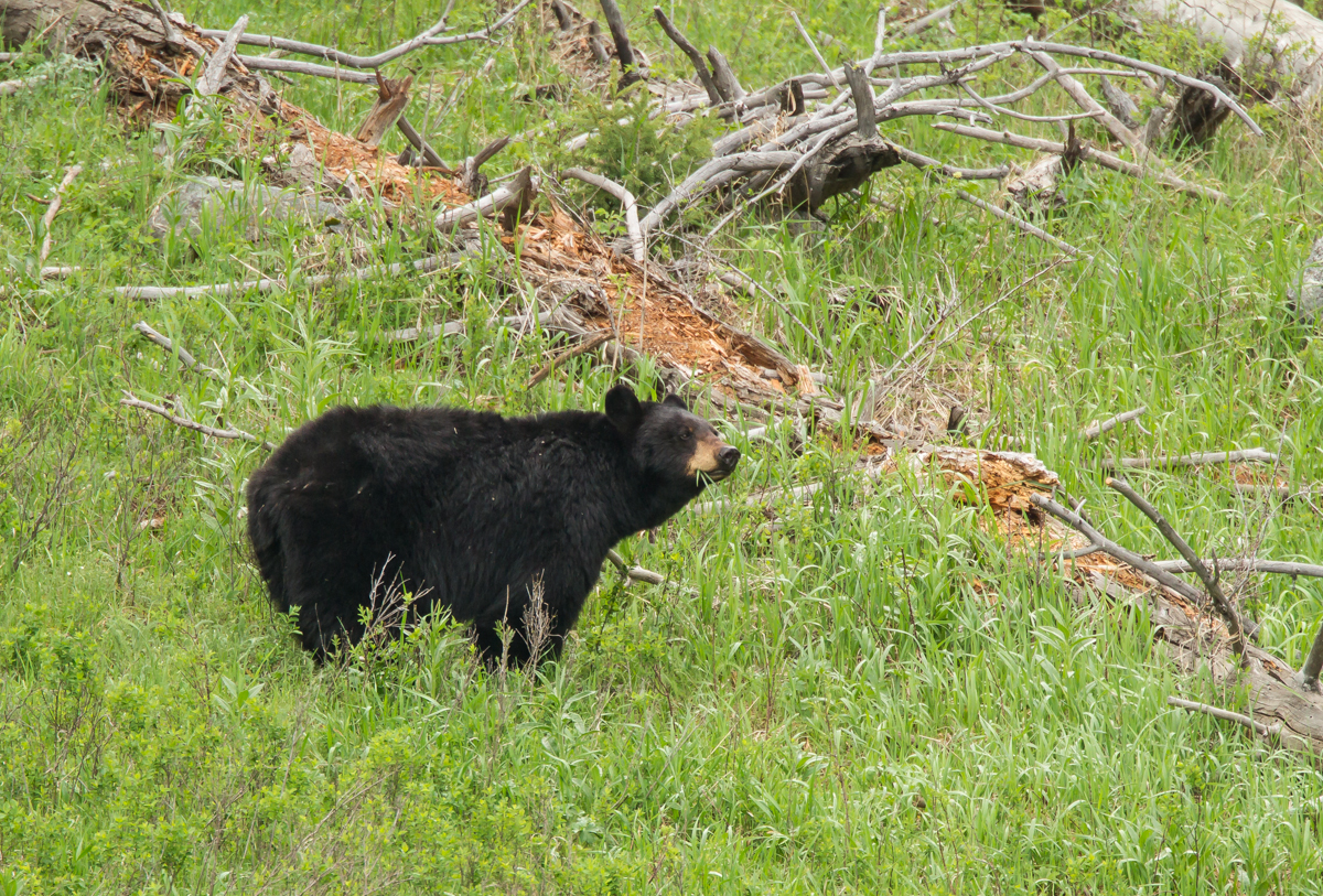 Black Bear mom