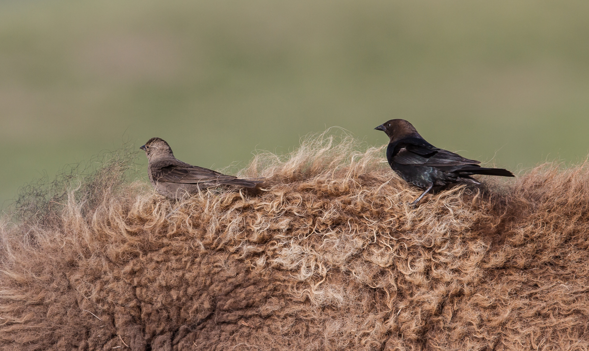 Brown-headed Cowbirds on Bison back