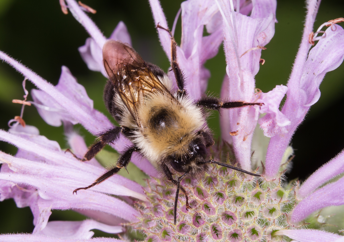 Bumblebee on monarda
