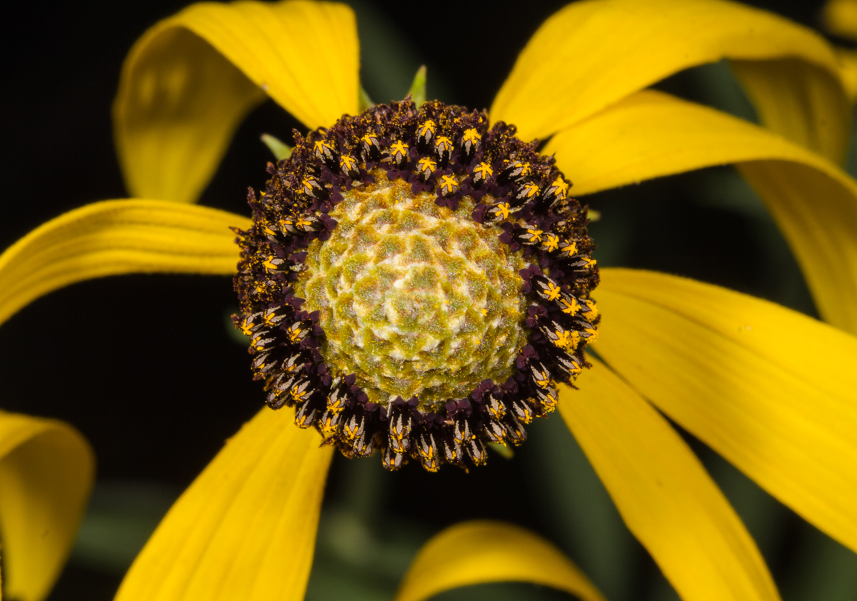 Coneflower showing stamens ripening
