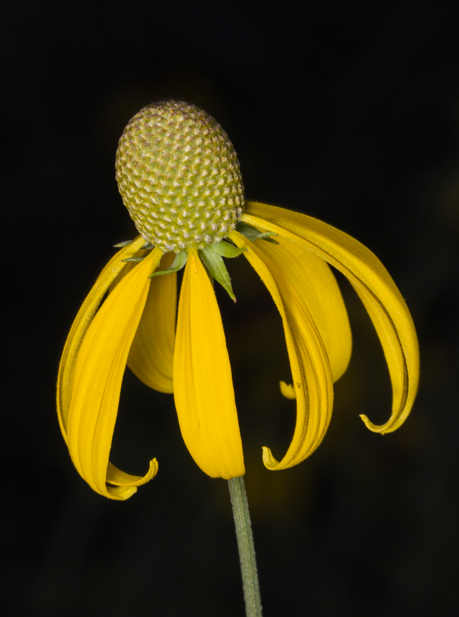 Coneflower single