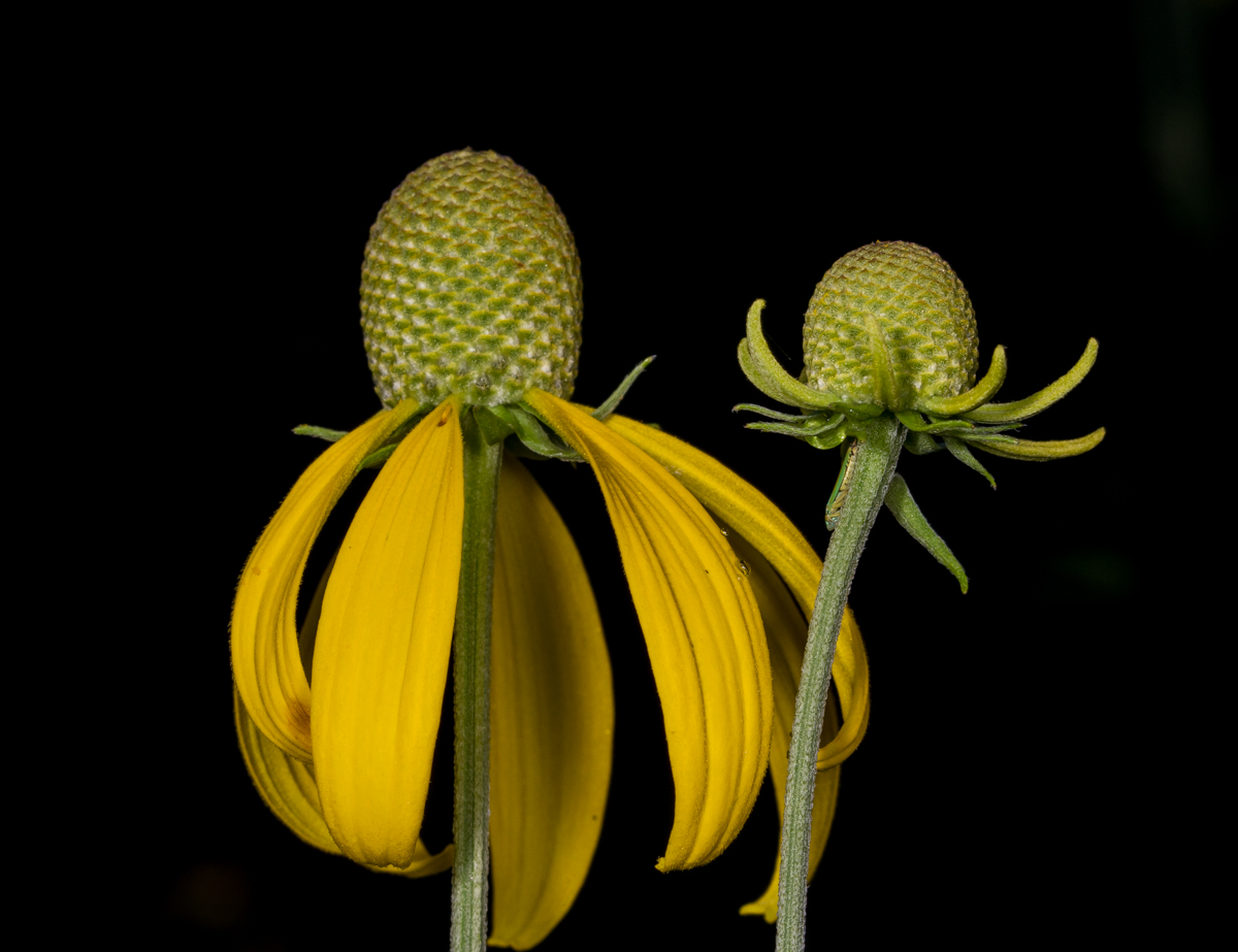 Coneflower