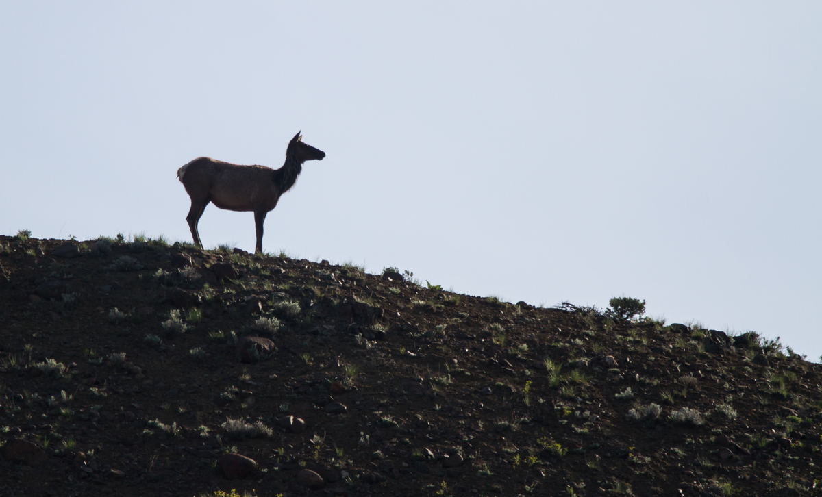 elk cow silhouette