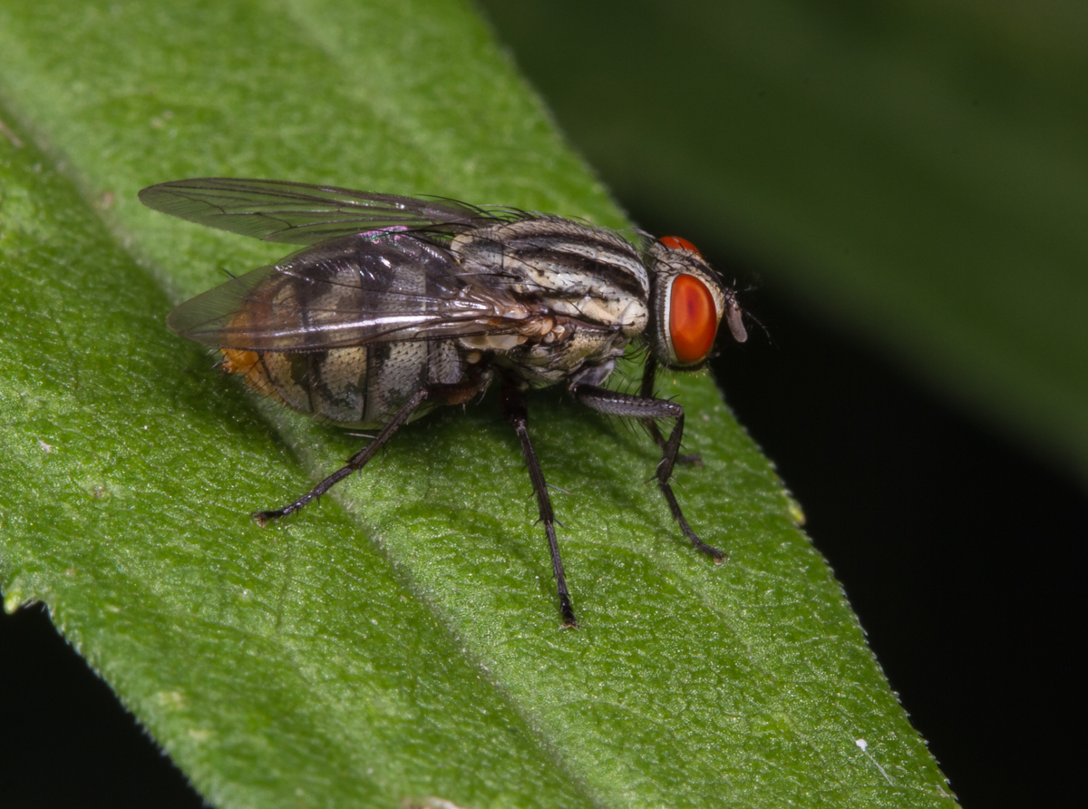 Flesh Fly
