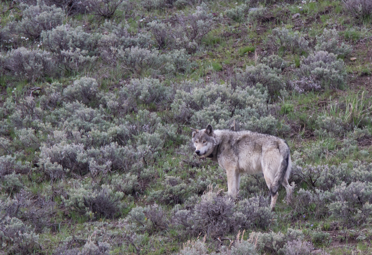 Gray wolf male