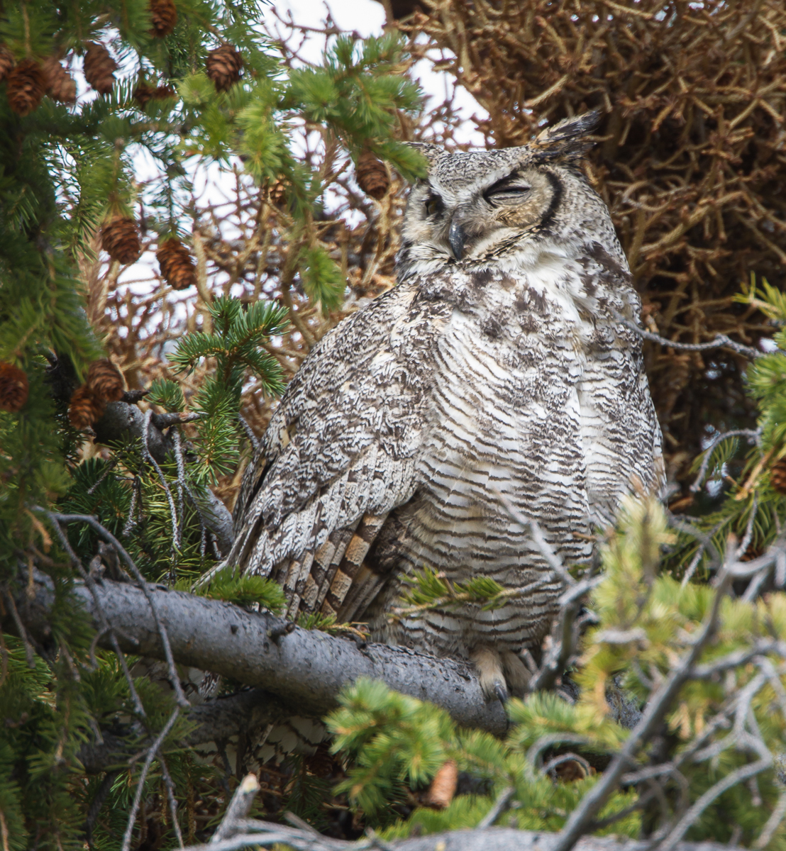 Great Horned Owl