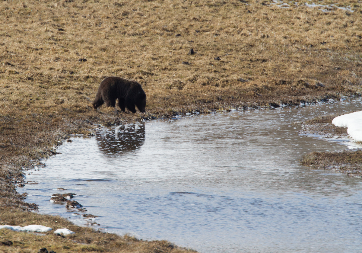 Grizzly and reflection