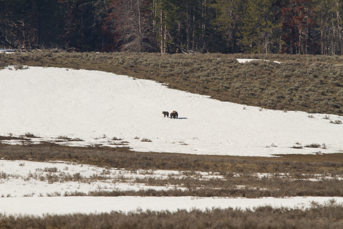 Grizzly family in Hayden