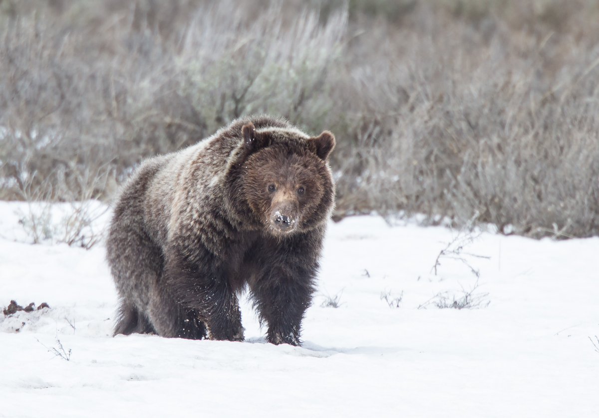 Grizzly in Hayden Valley with snow on nose