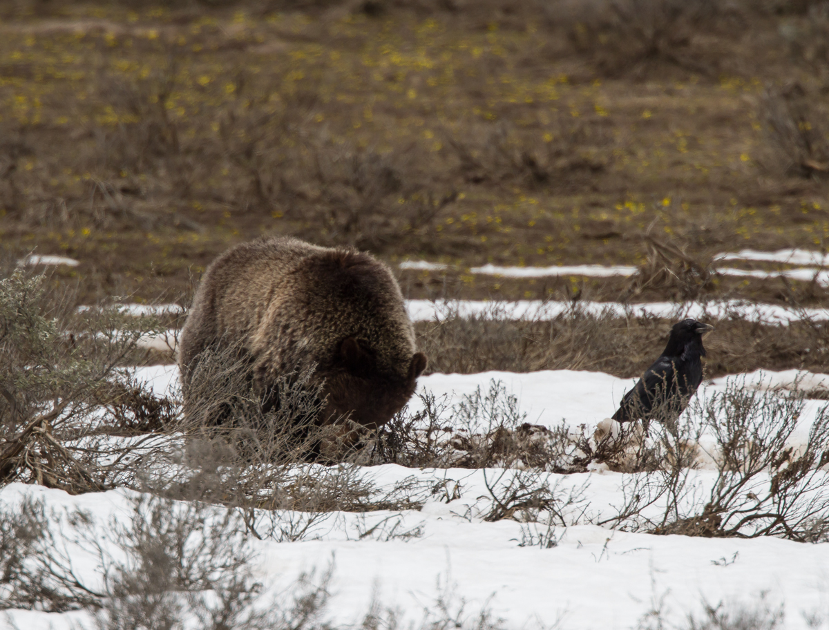 Grizzly in Hayden Valley