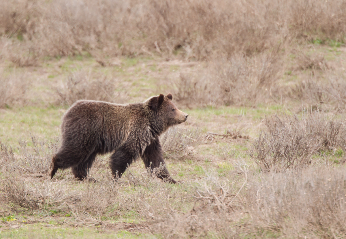 Grizzly looking at photographer
