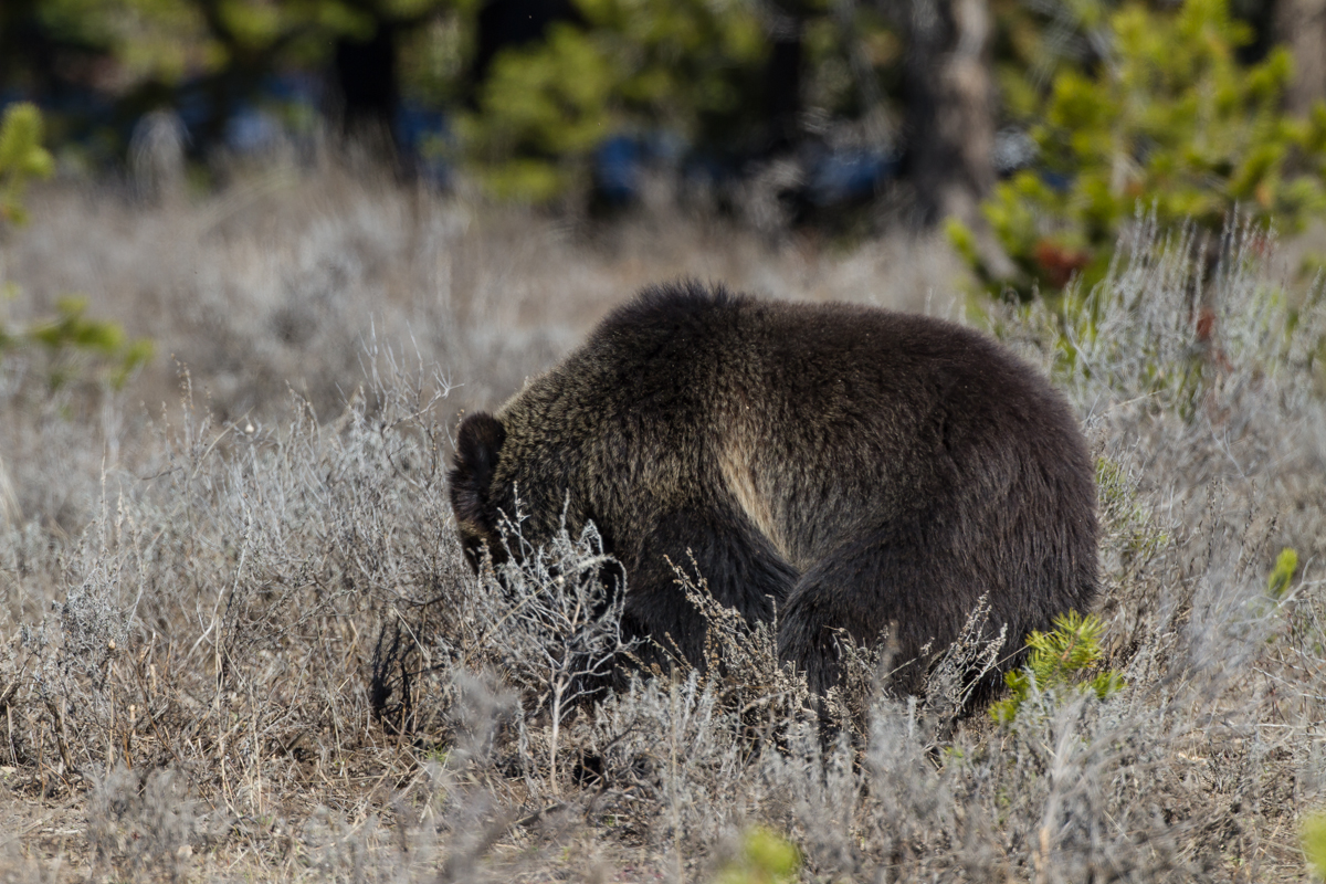 Grizzly near Mary Bay digging