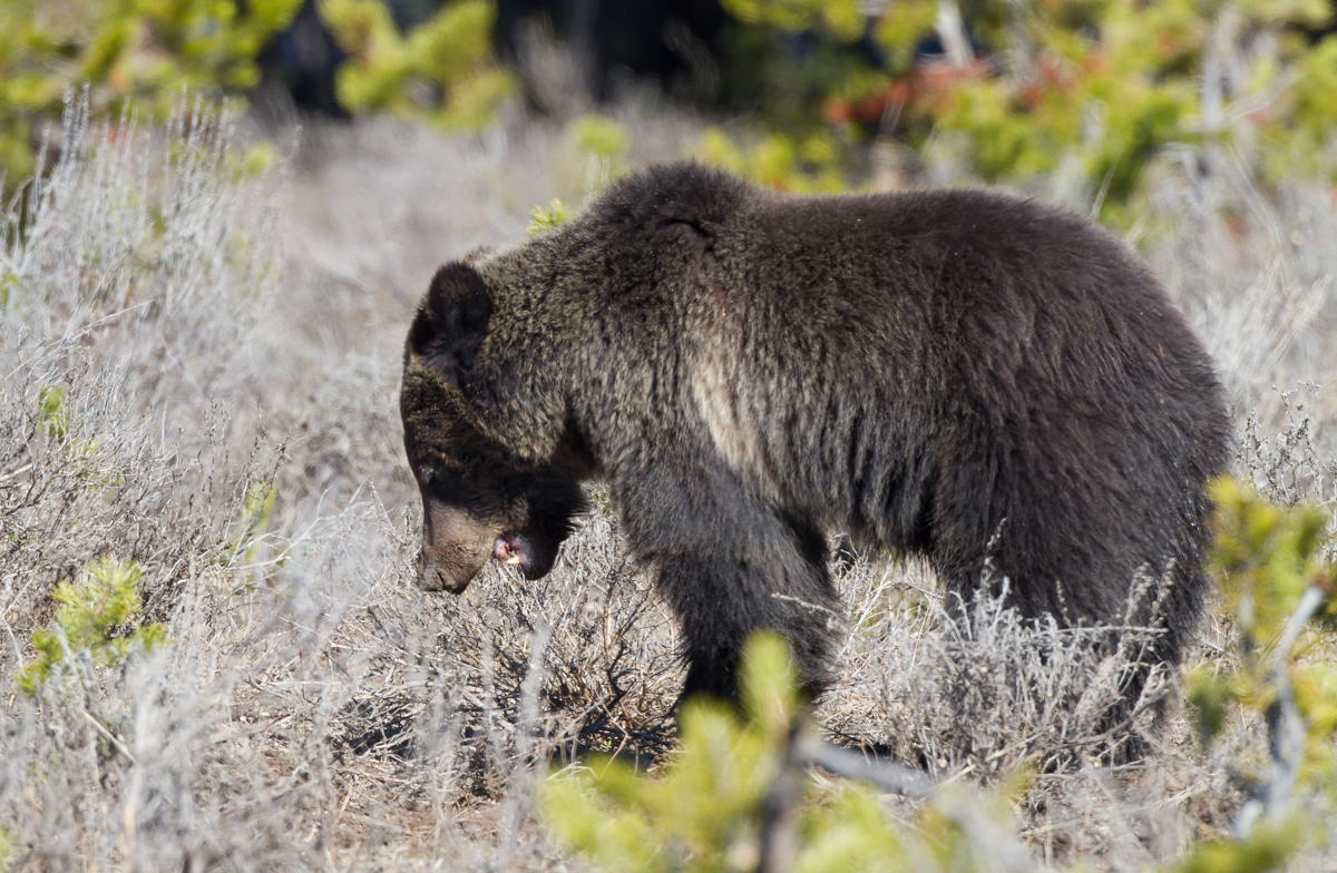 Grizzly near Mary Bay munching on prey