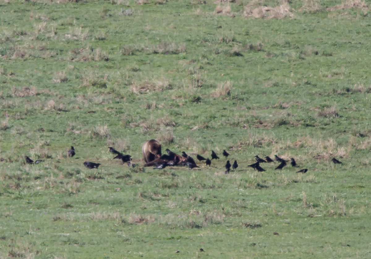 Grizzly on  bison carcass