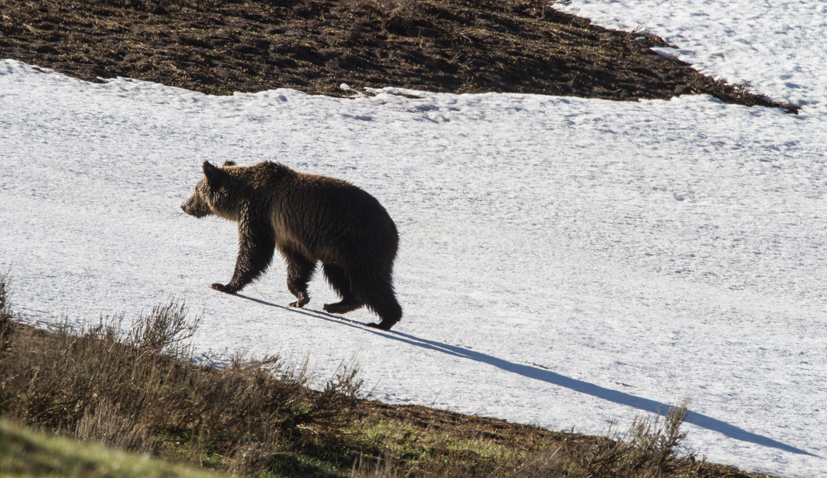 Grizzly on snow with shadow