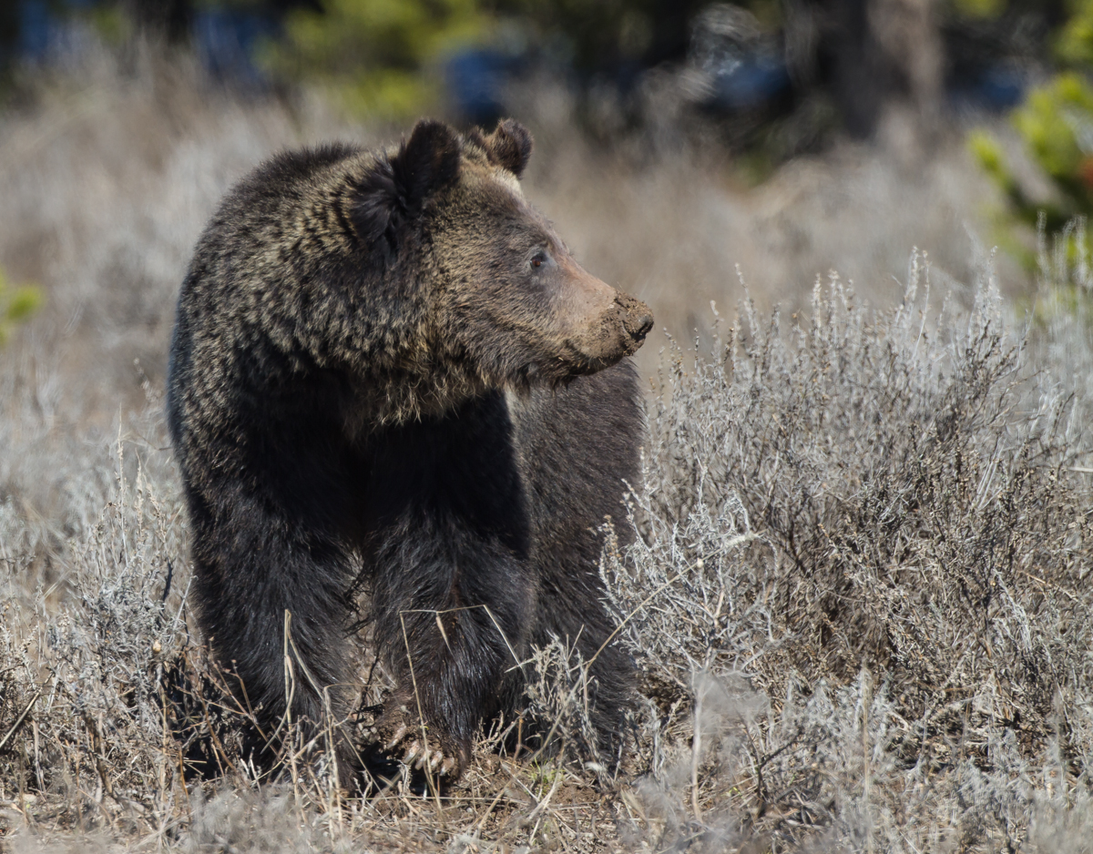 Grizzly showing claws
