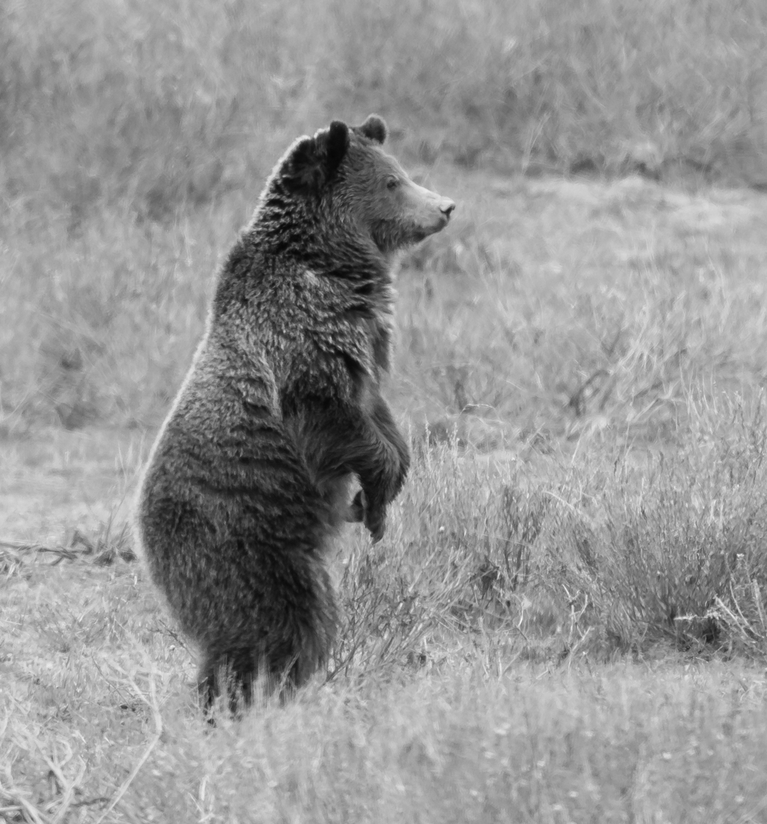 Grizzly standing bandw