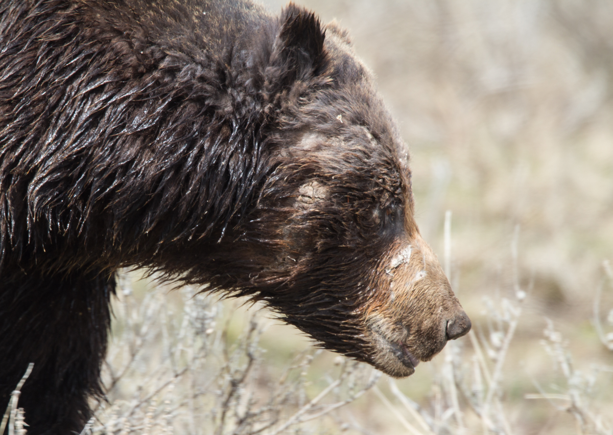 Grizzly with scars close up