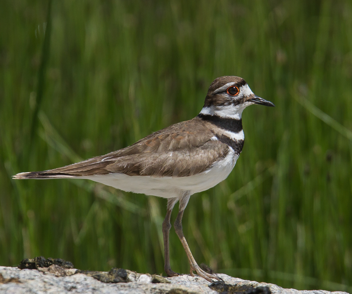 Killdeer