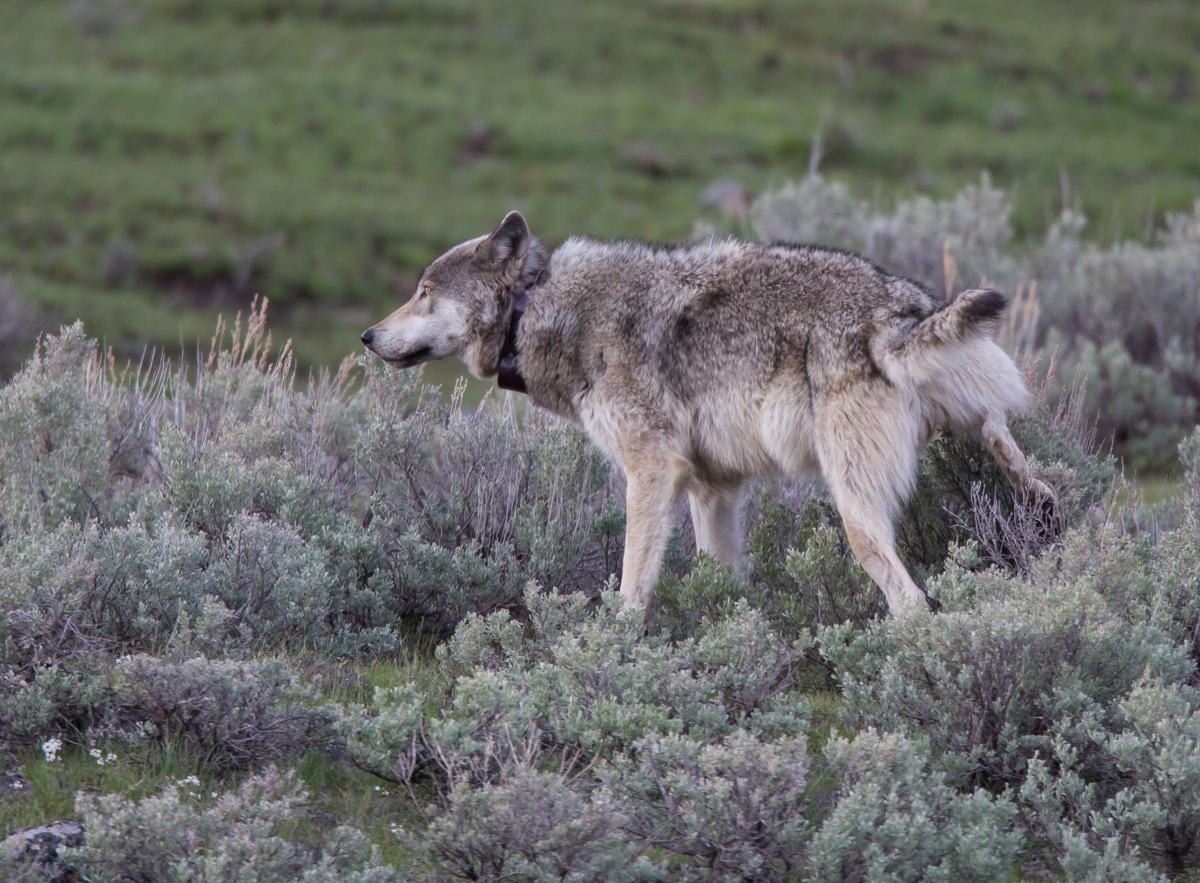 Male wolf scent marking