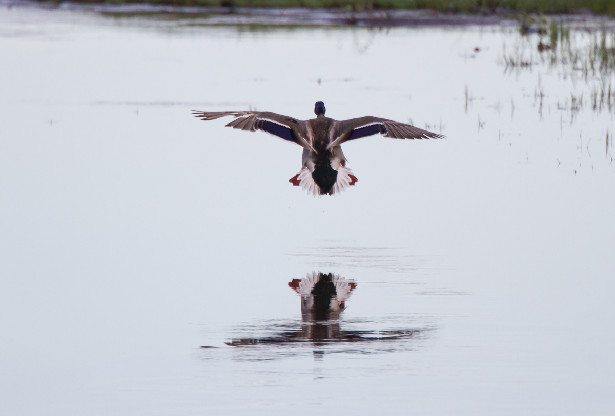 Mallard landing