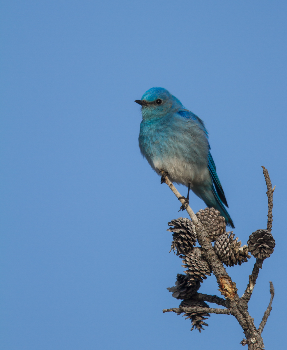 Mountain Bluebird male 1