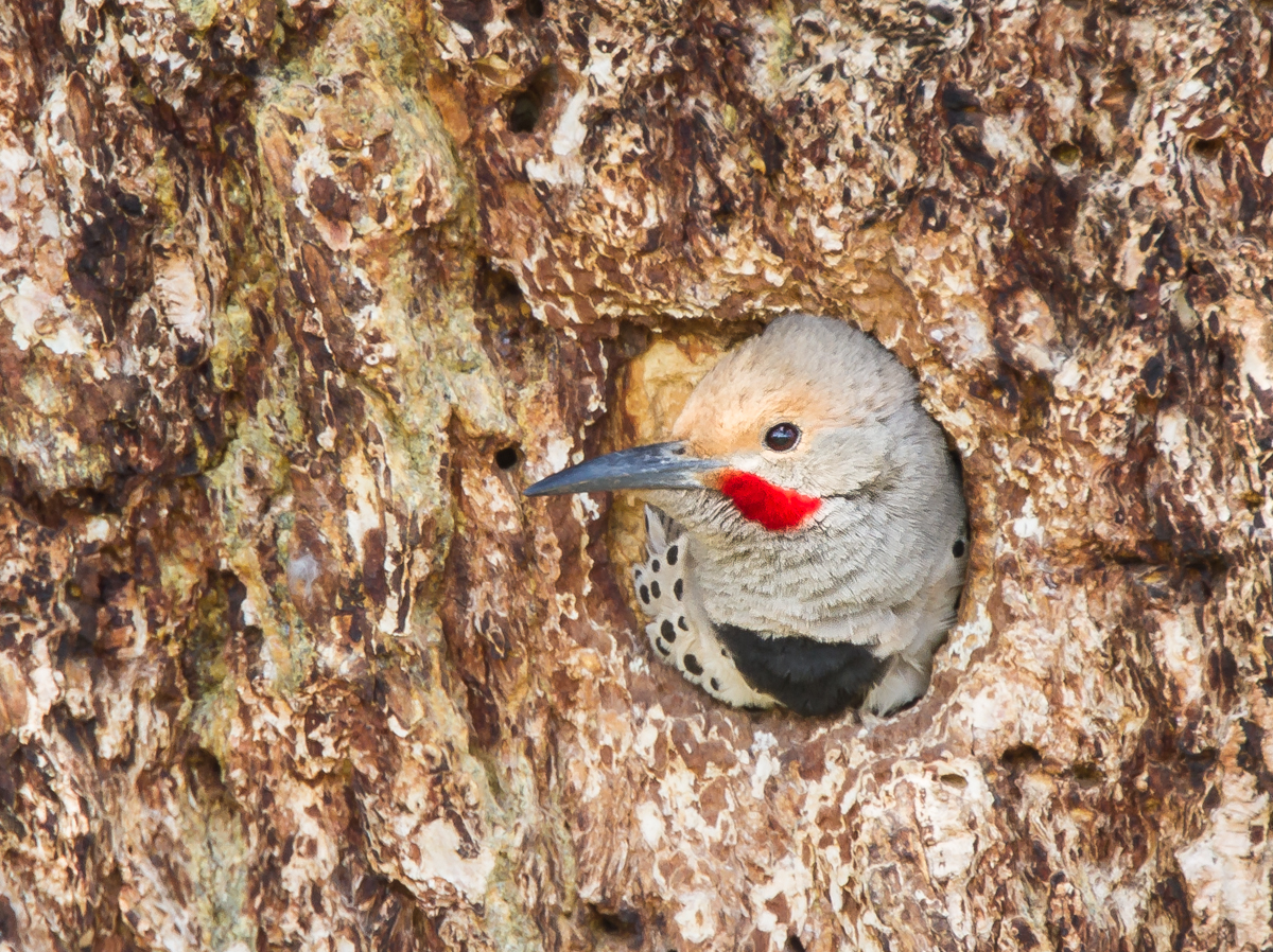 Northern Flicker male in nest cavity