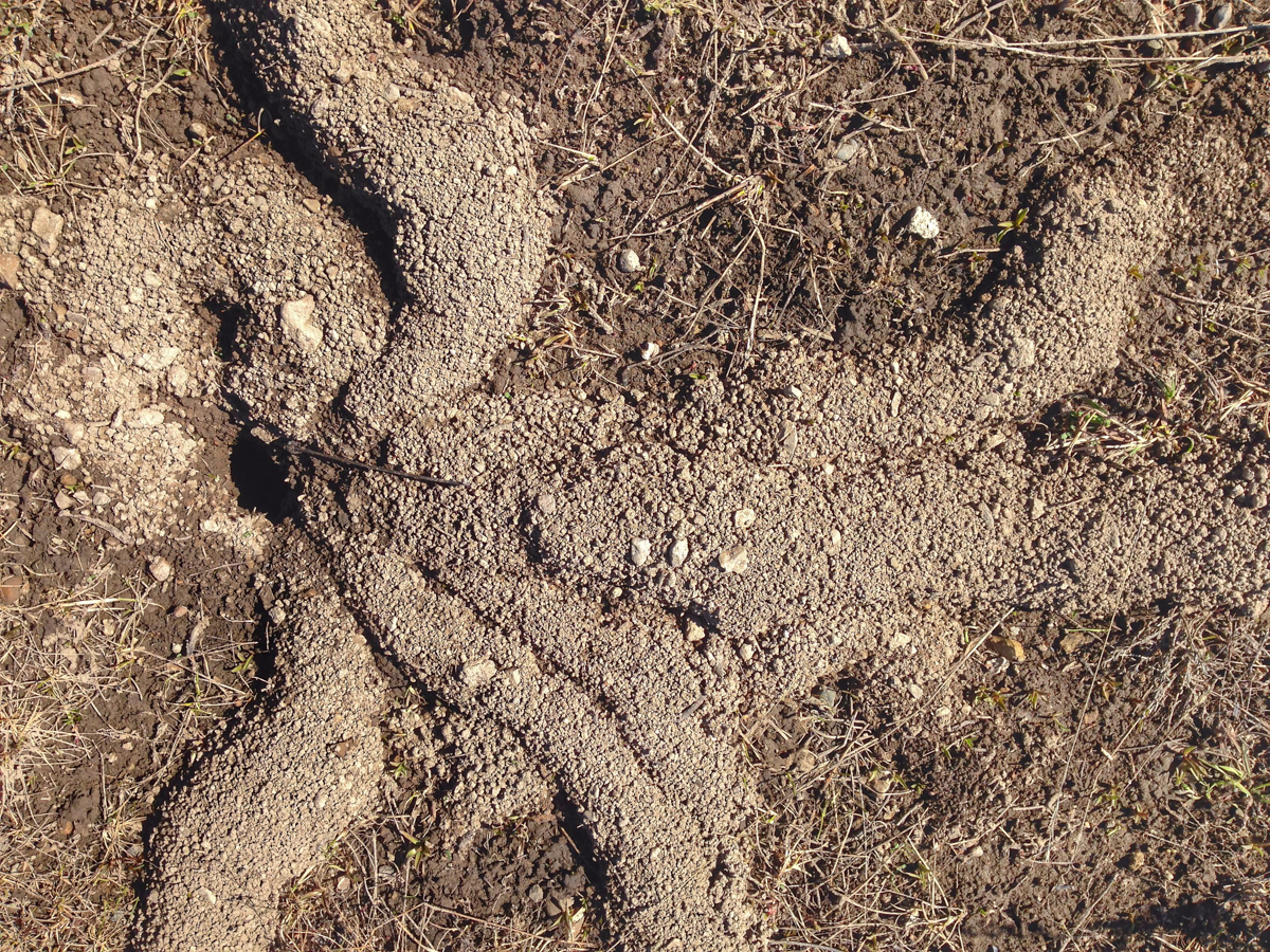 Pocket Gopher sign
