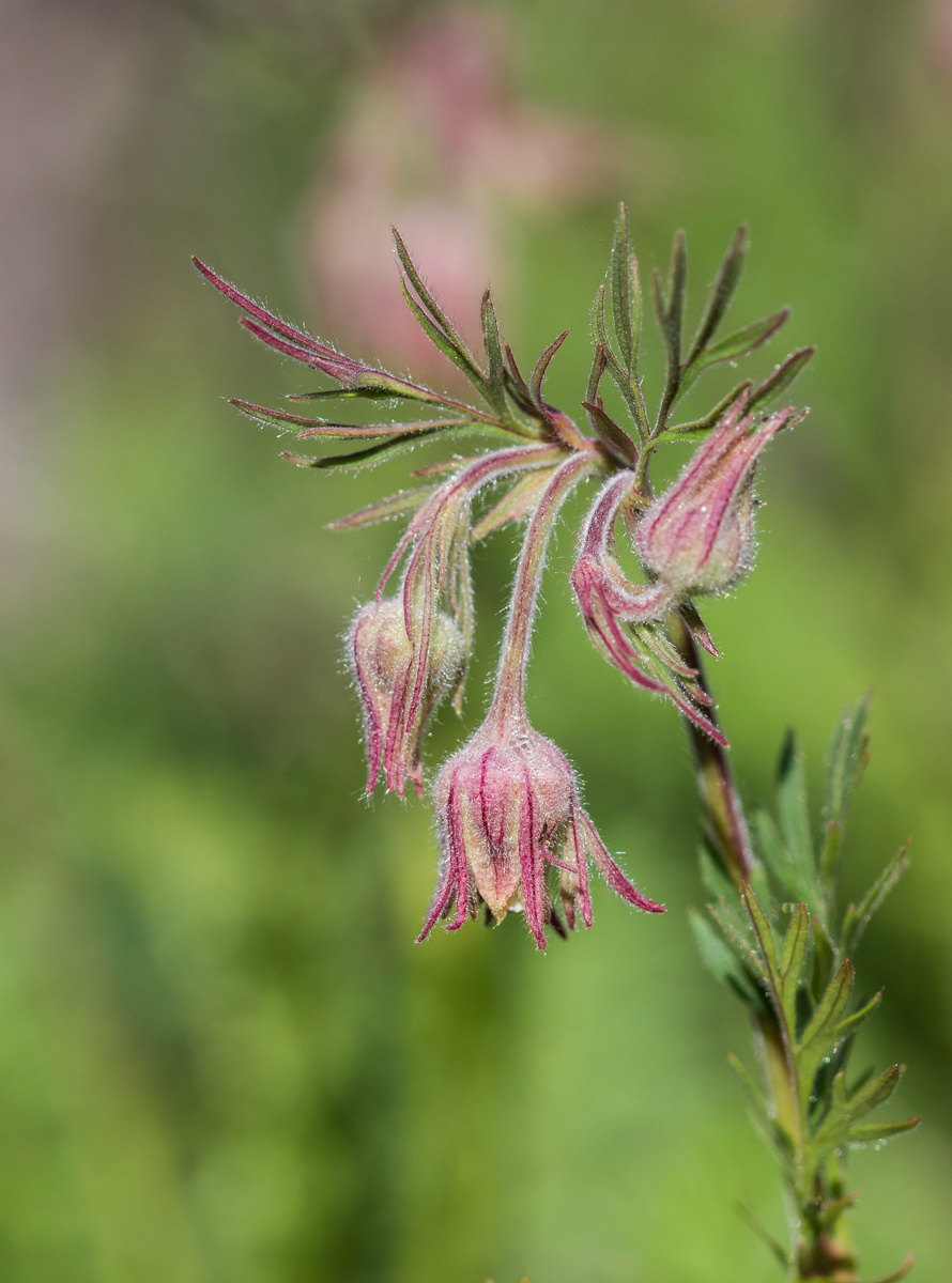 Prairie Smoke