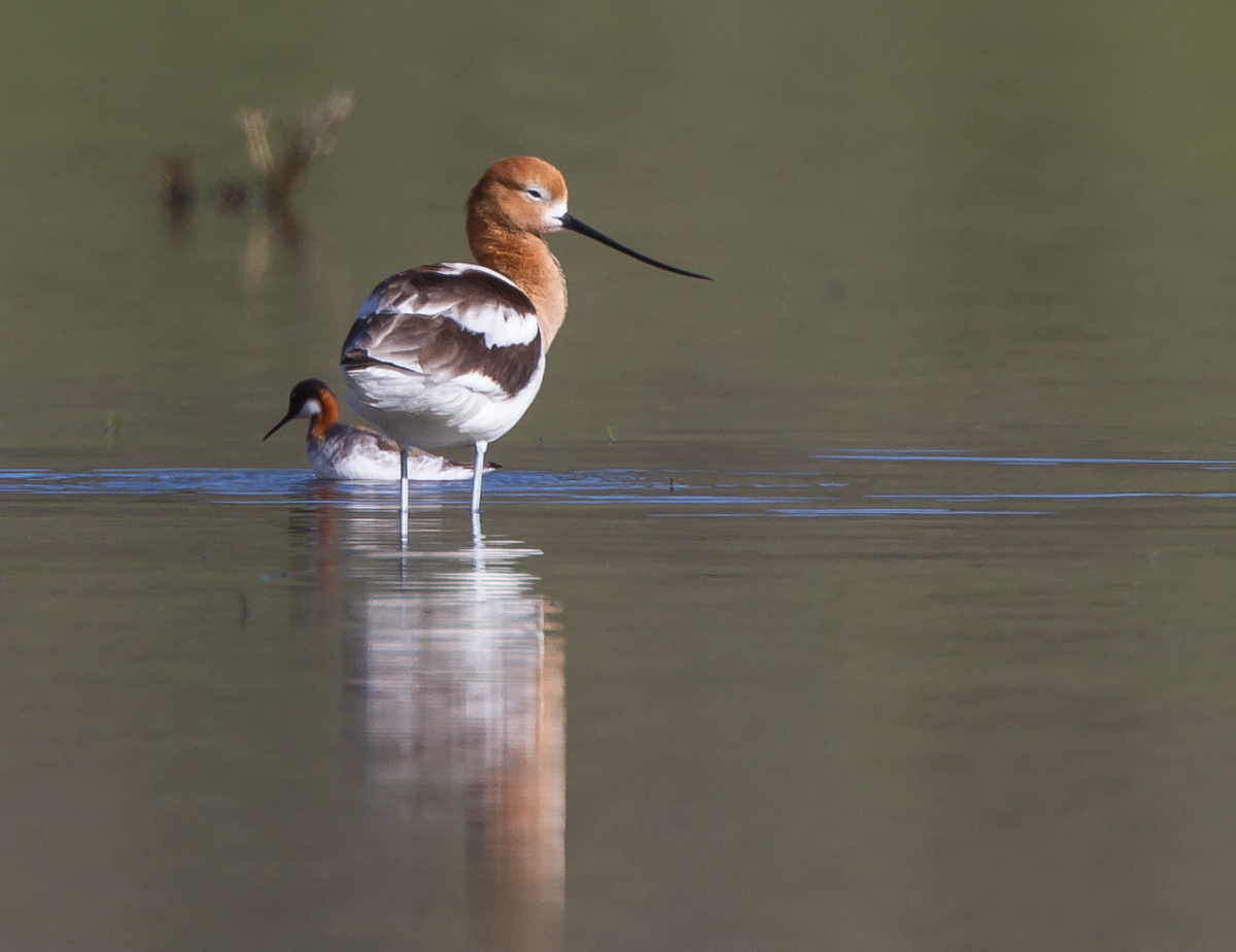 Red-necked Phalarope and American Avocet 2
