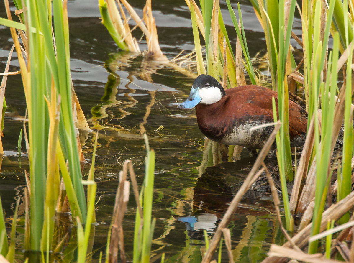 Ruddy Duck
