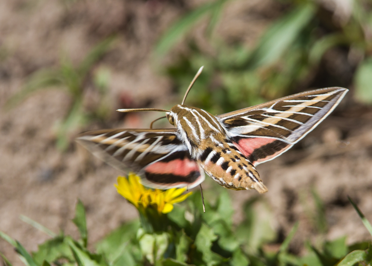 Sphinx Moth