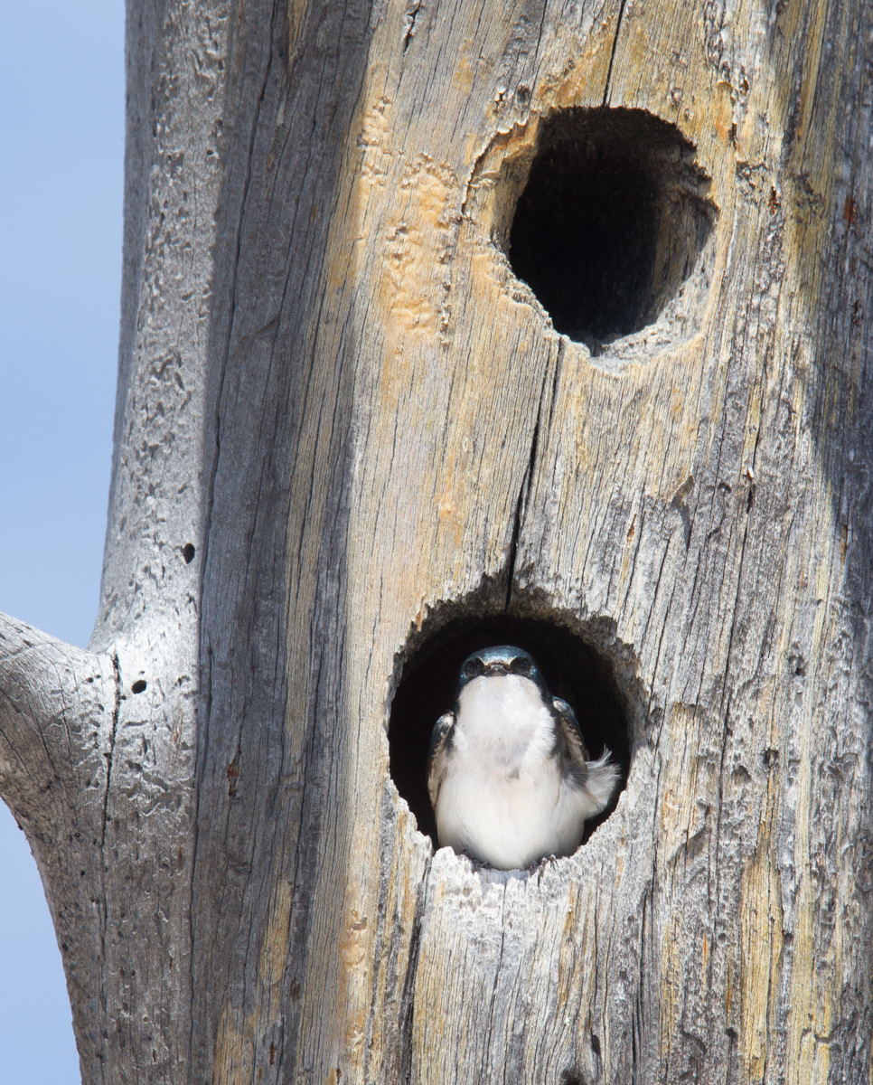 Tree Swallow in cavity 1