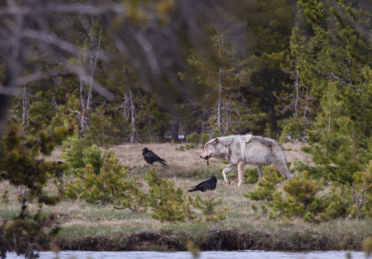wolf carrying morsel from carcass
