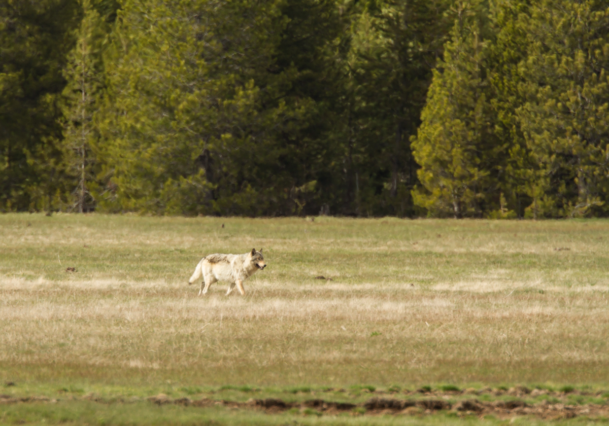 wolf coming to carcass