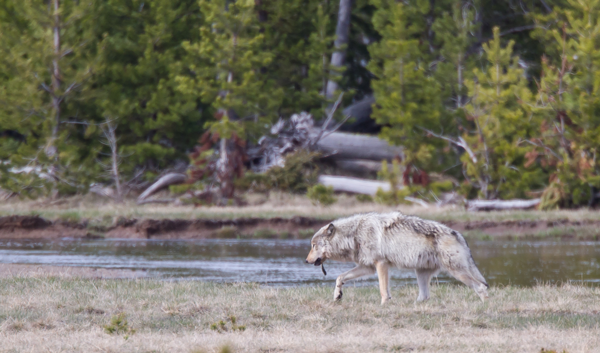 wolf departing carcass