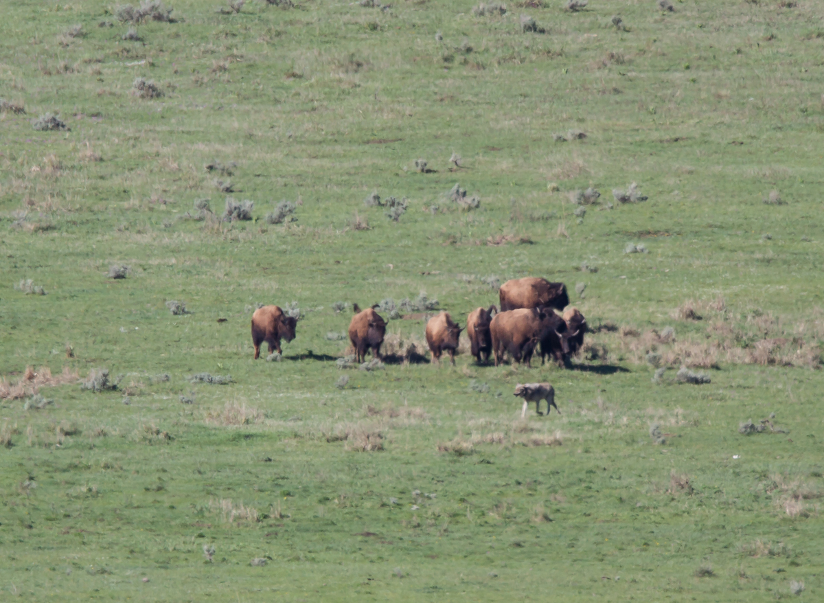 wolf escorted away from bison carcass