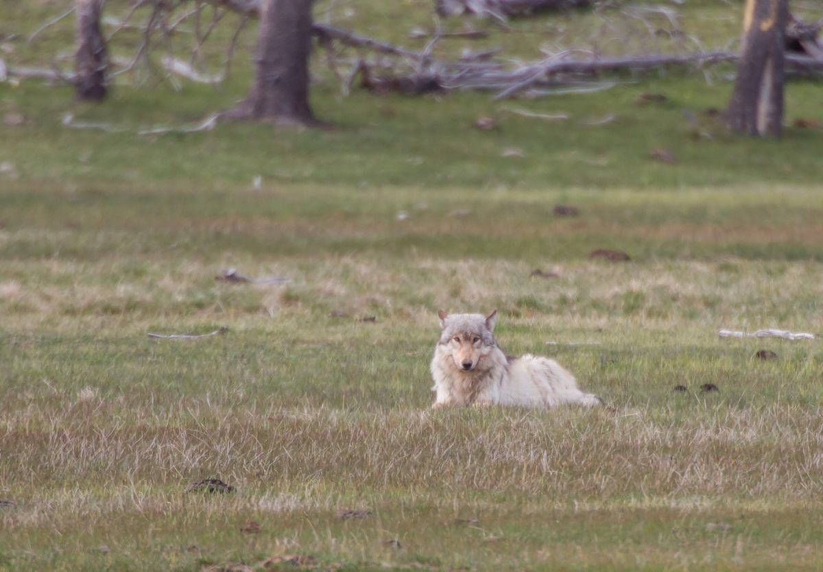 Wolf laying down near cache