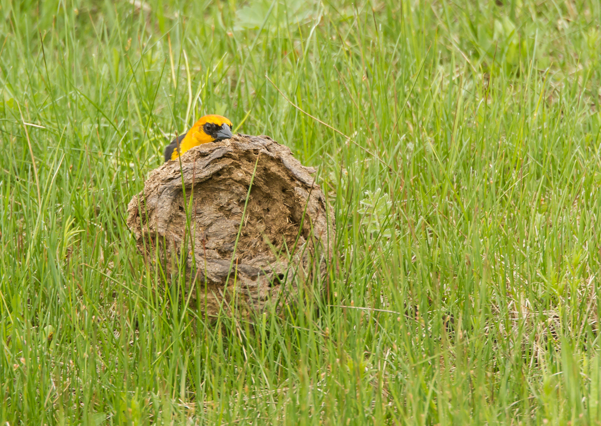 Yellow-headed Blackbird flipping bison chip 1