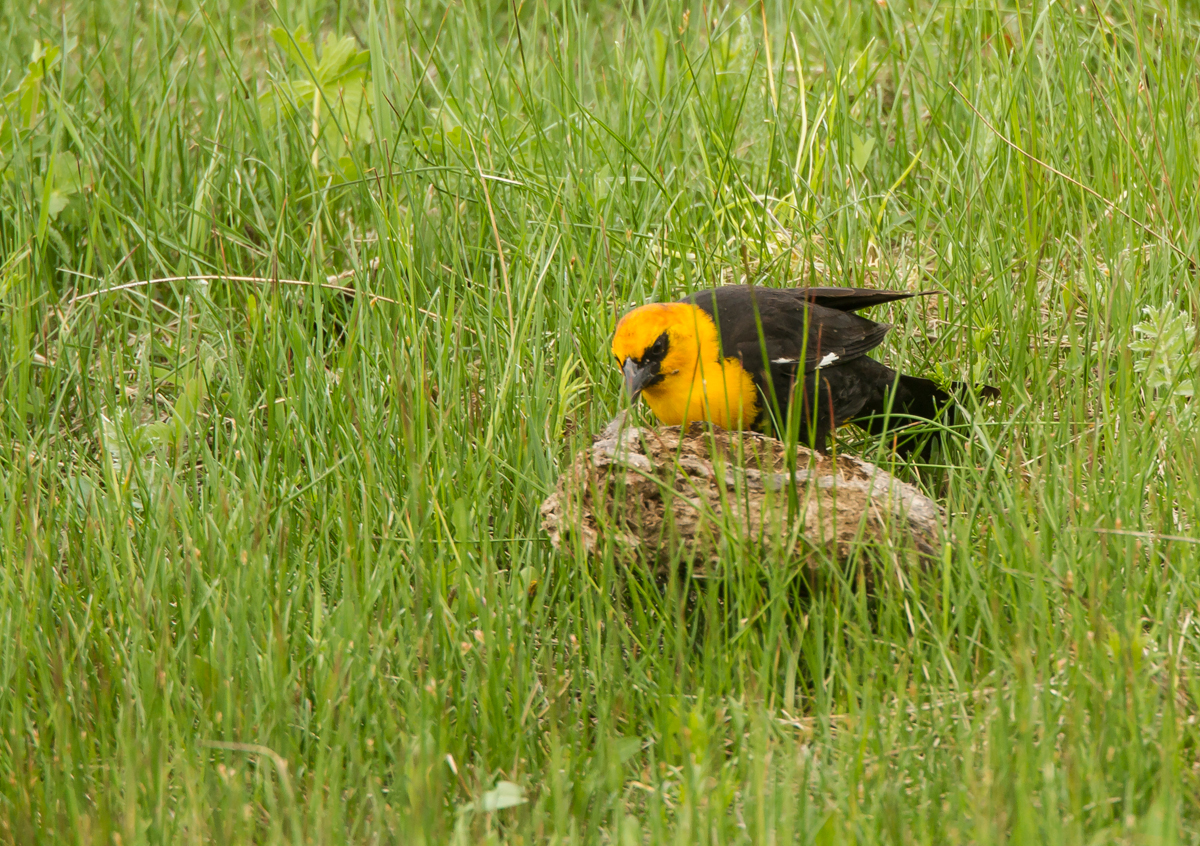 Yellow-headed Blackbird flipping bison chip 2