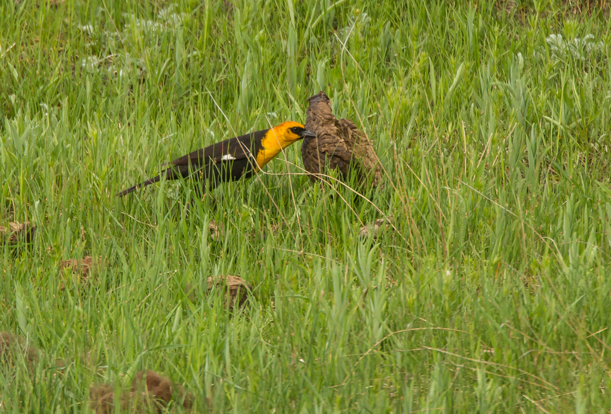 Yellow-headed Blackbird flipping bison chip