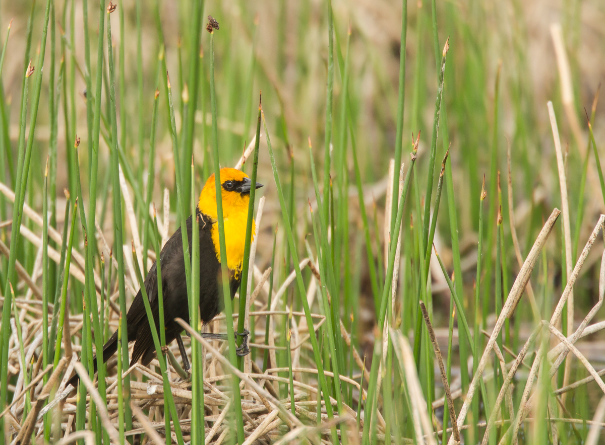 Yellow-headed Blackbird in marsh