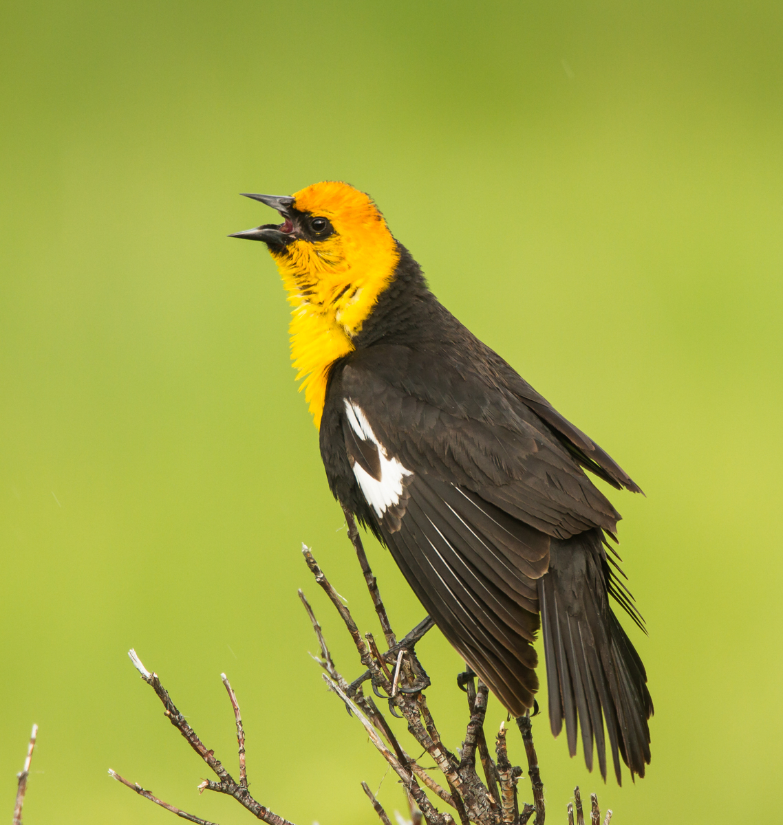 Yellow-headed Blackbird