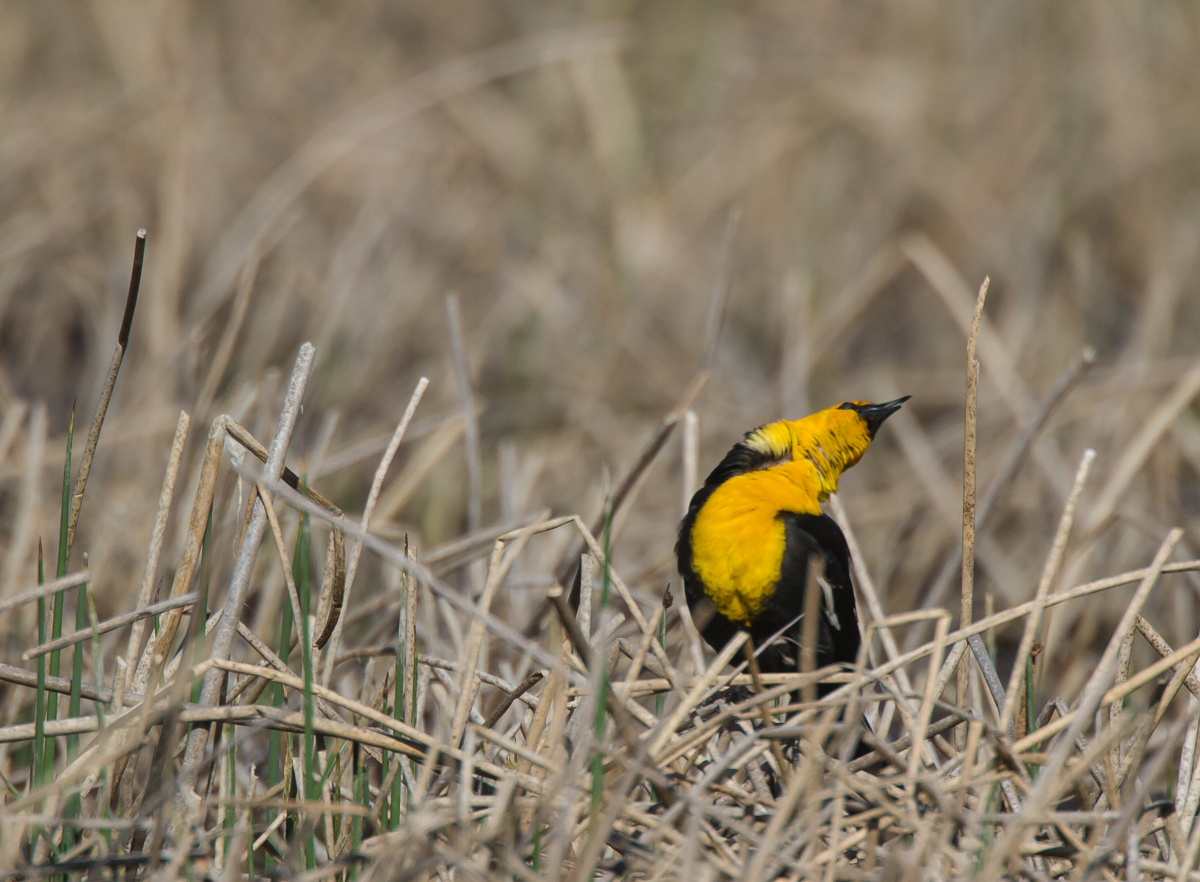 Yellow-headed Blackbird singing